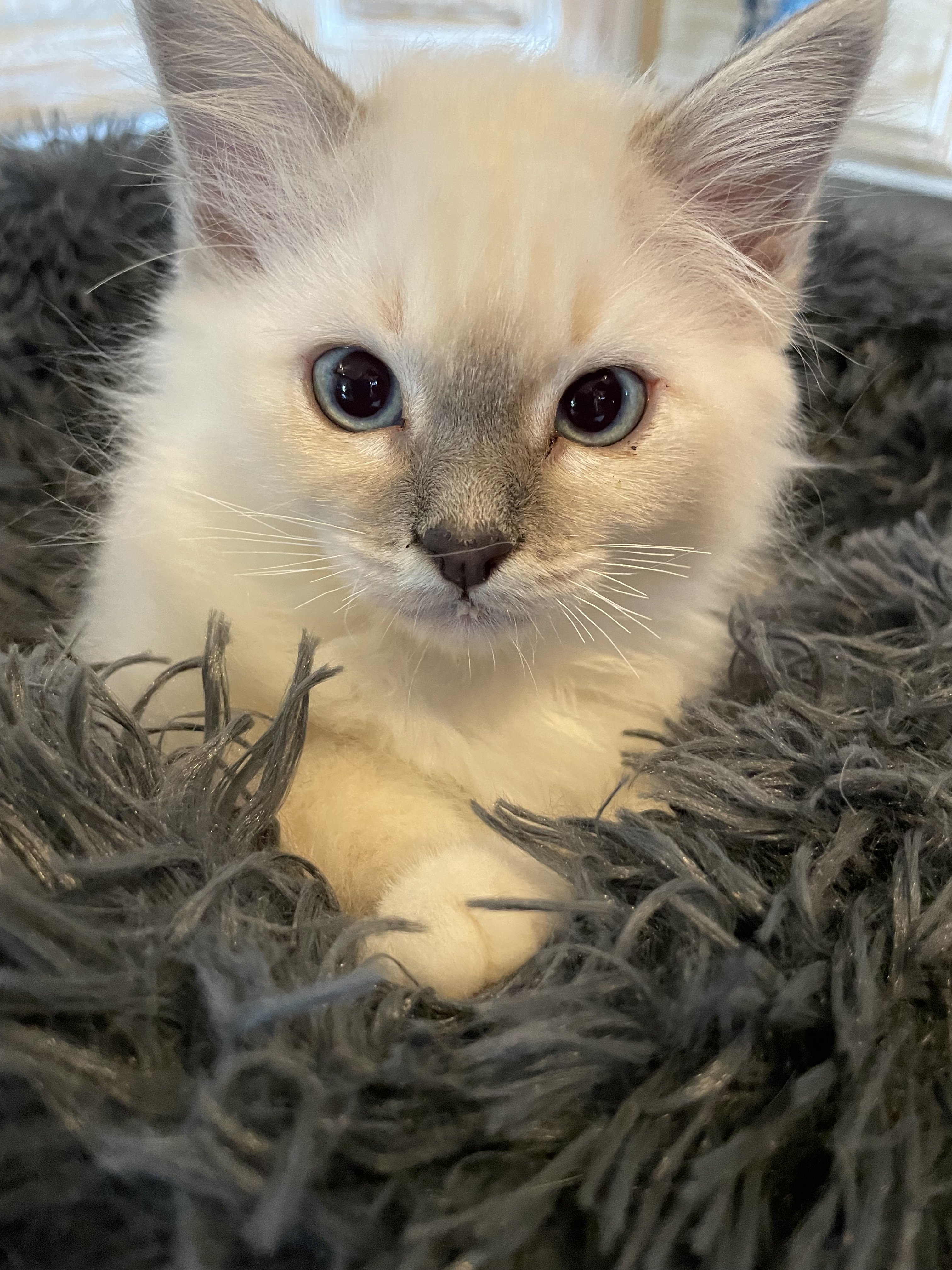 Chatons Sacré de Birmanie LOOF à adopter - Miniature 14