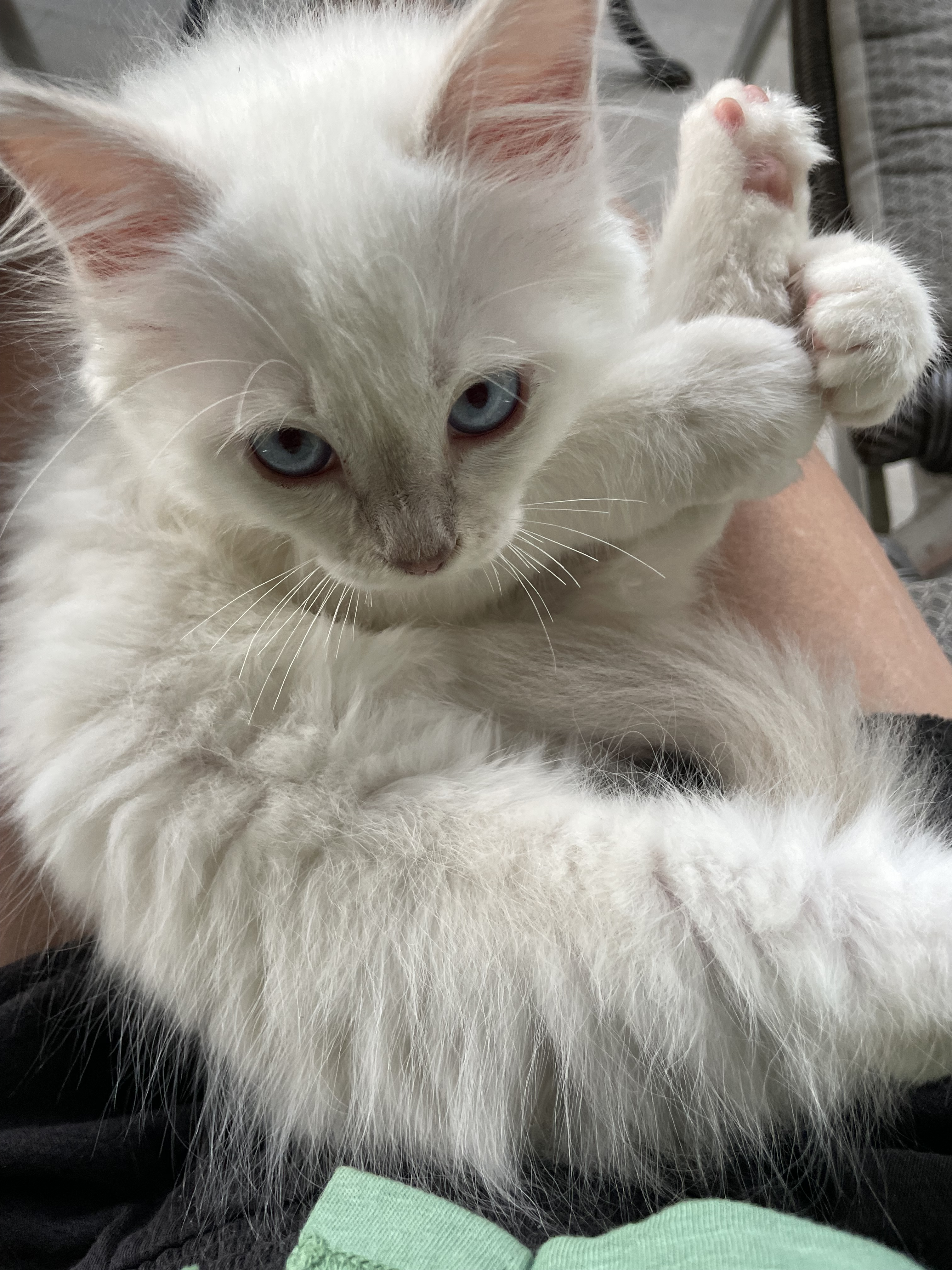 Chatons Sacré de Birmanie LOOF à adopter - Miniature 17