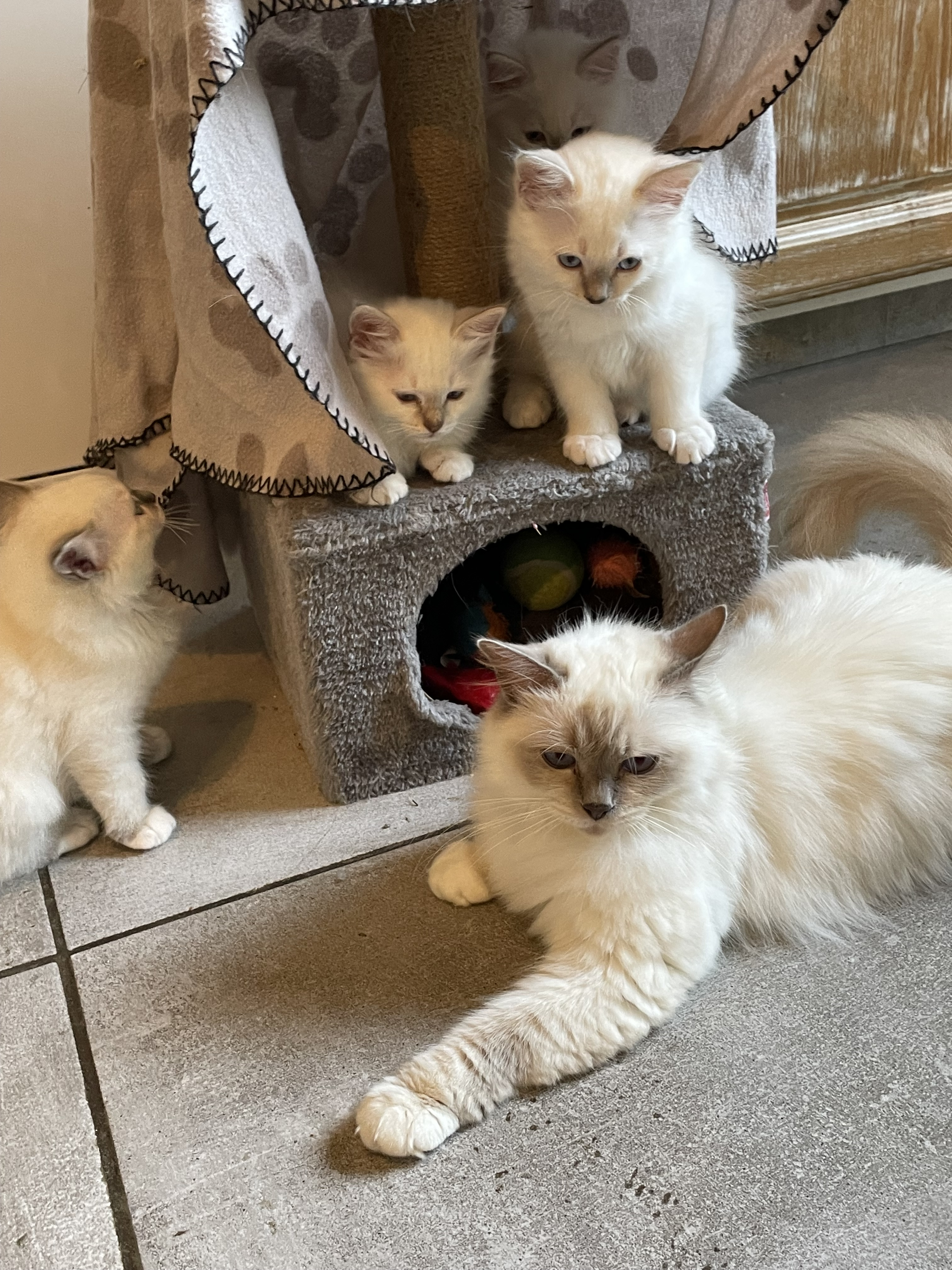 Chatons Sacré de Birmanie LOOF à adopter - Miniature 11