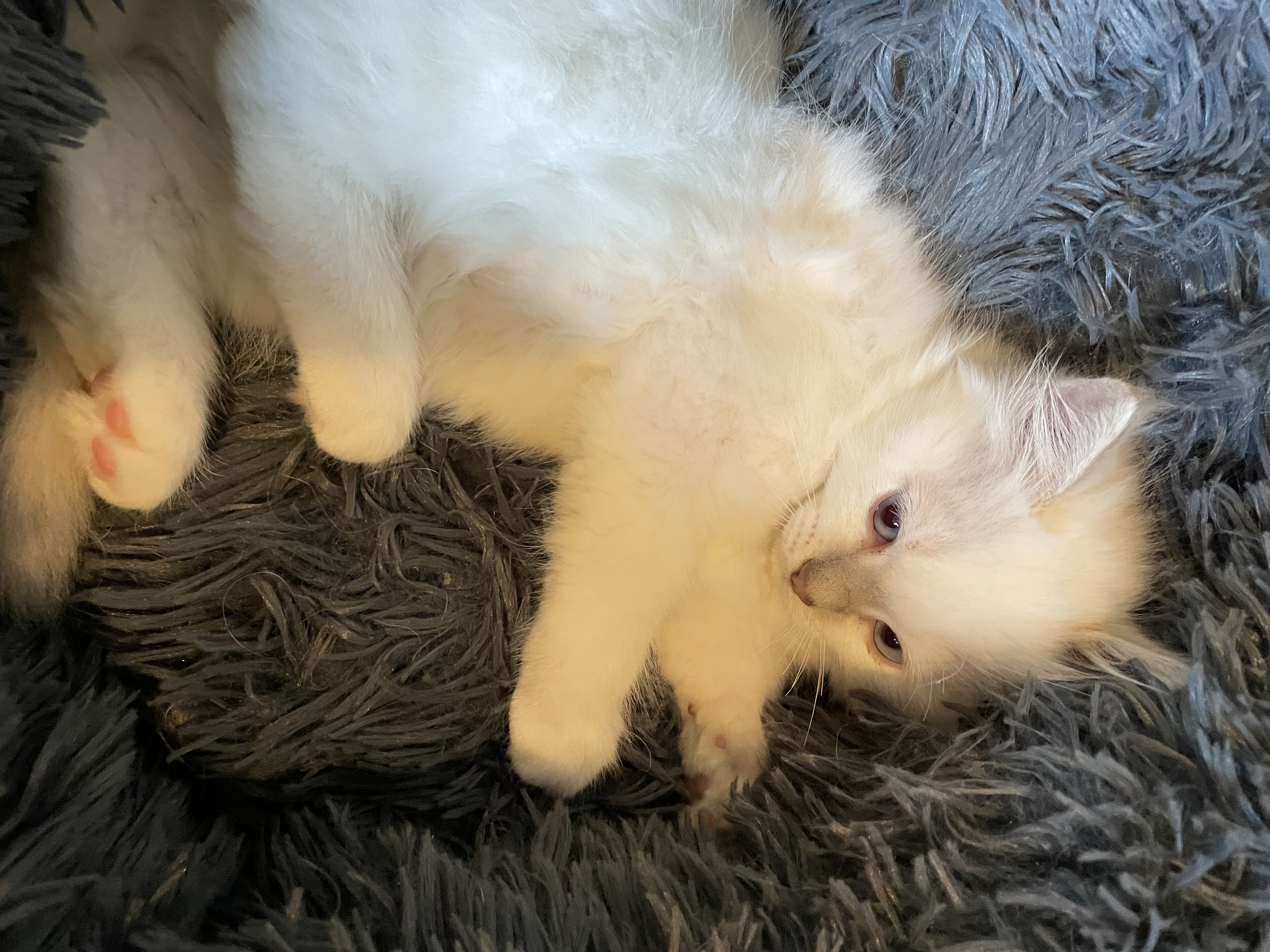 Chatons Sacré de Birmanie LOOF à adopter - Miniature 16