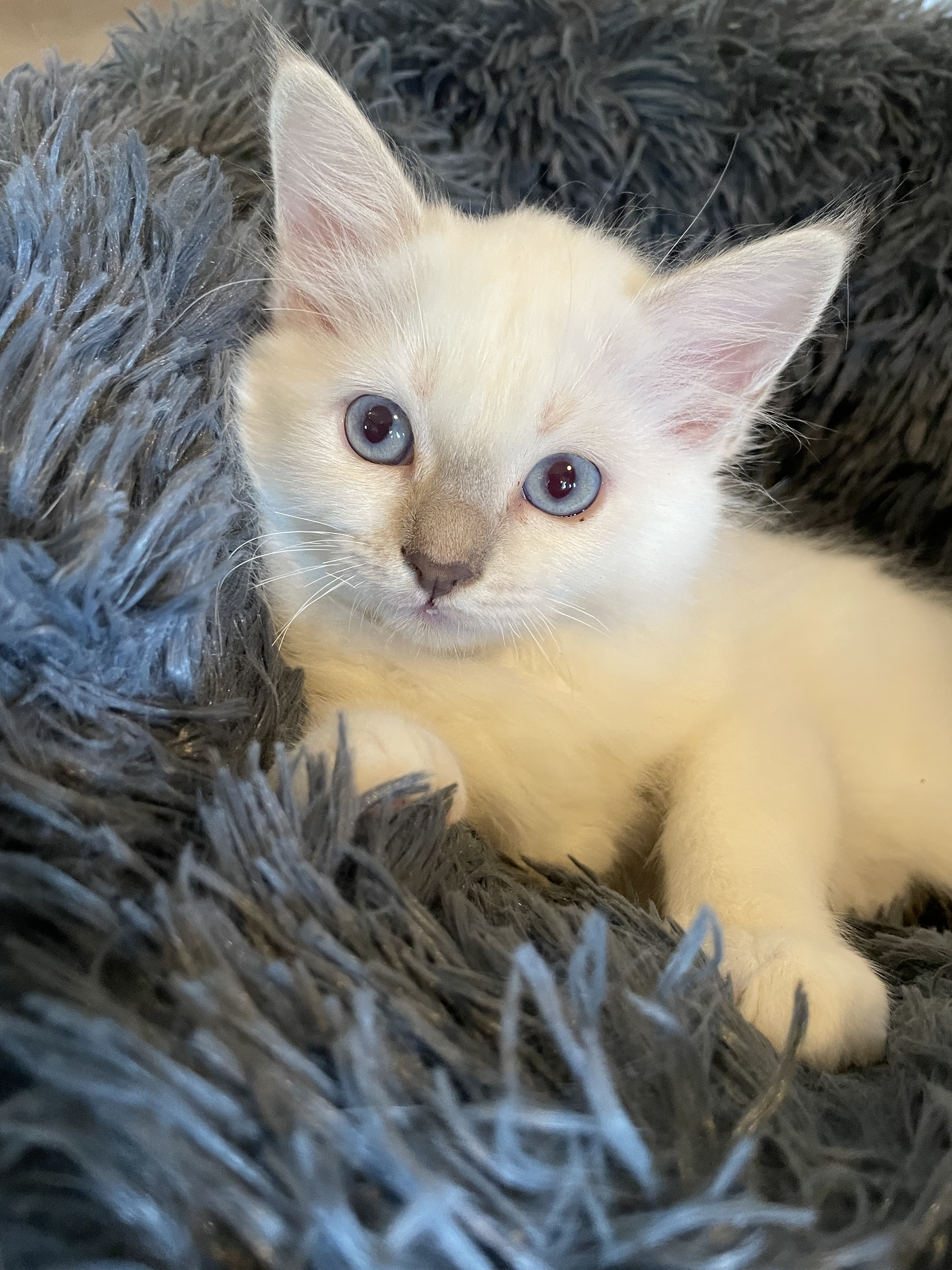 Chatons Sacré de Birmanie LOOF à adopter - Miniature 8
