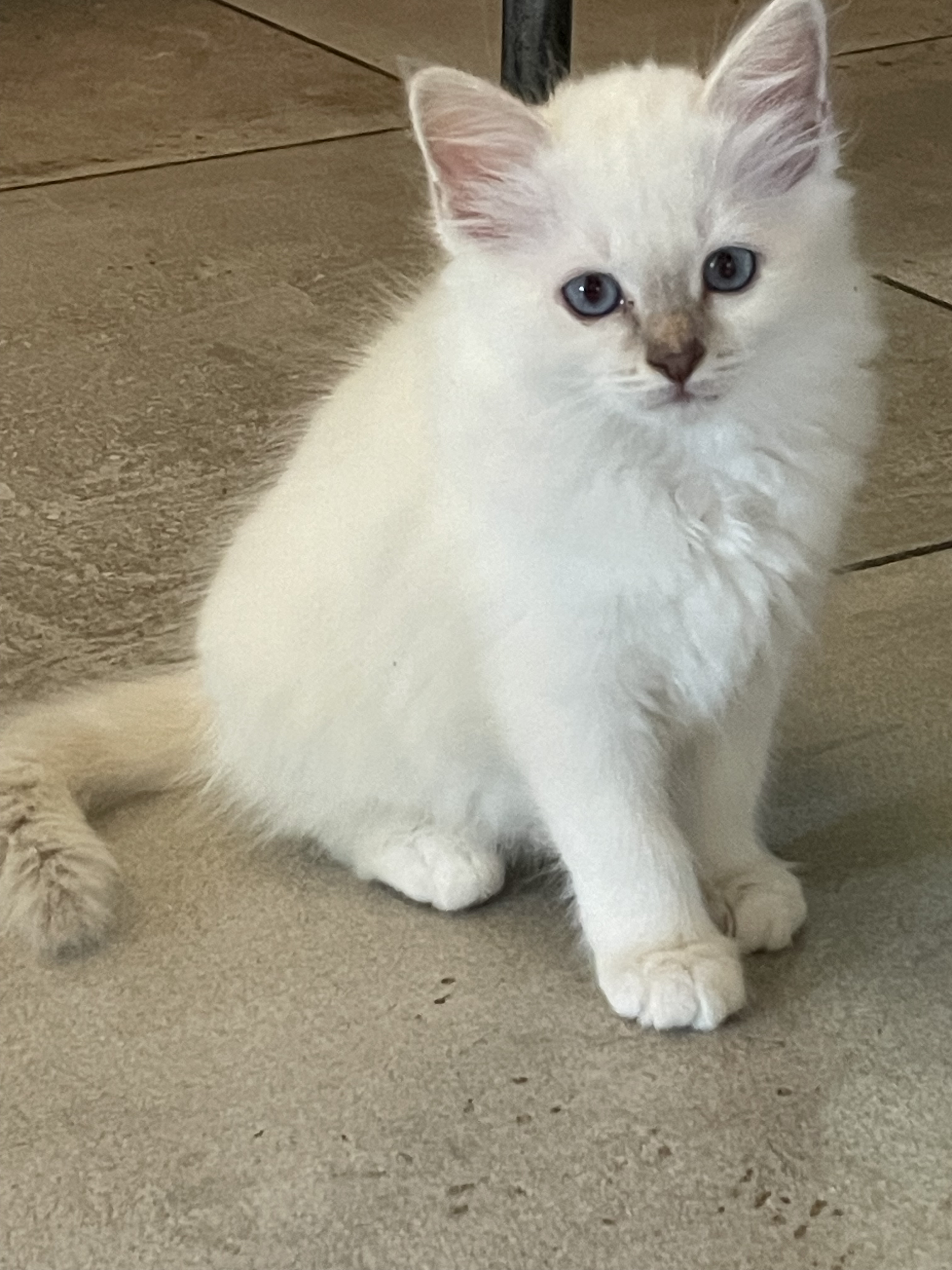 Chatons Sacré de Birmanie LOOF à adopter - Miniature 9