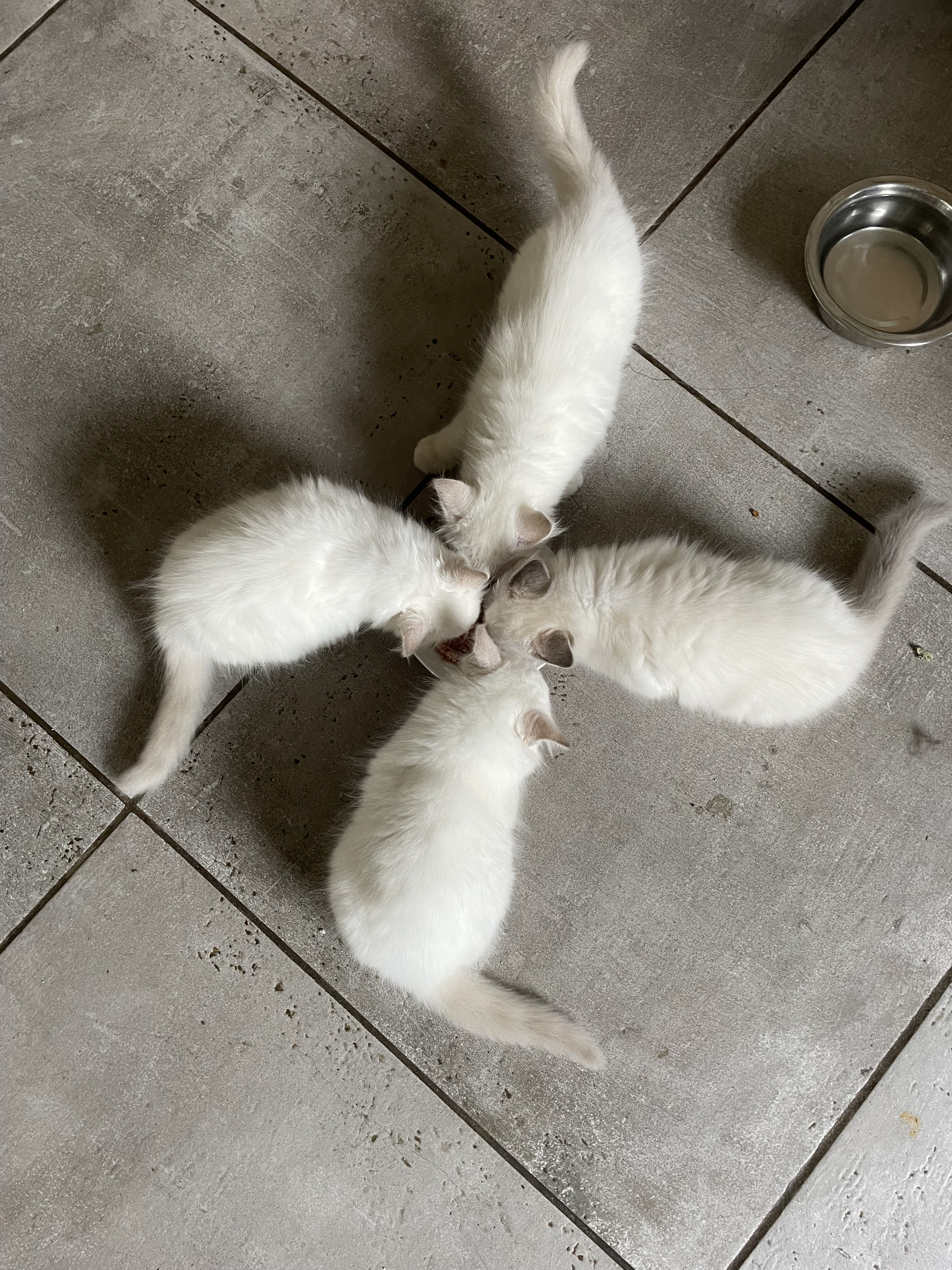 Chatons Sacré de Birmanie LOOF à adopter - Miniature 3