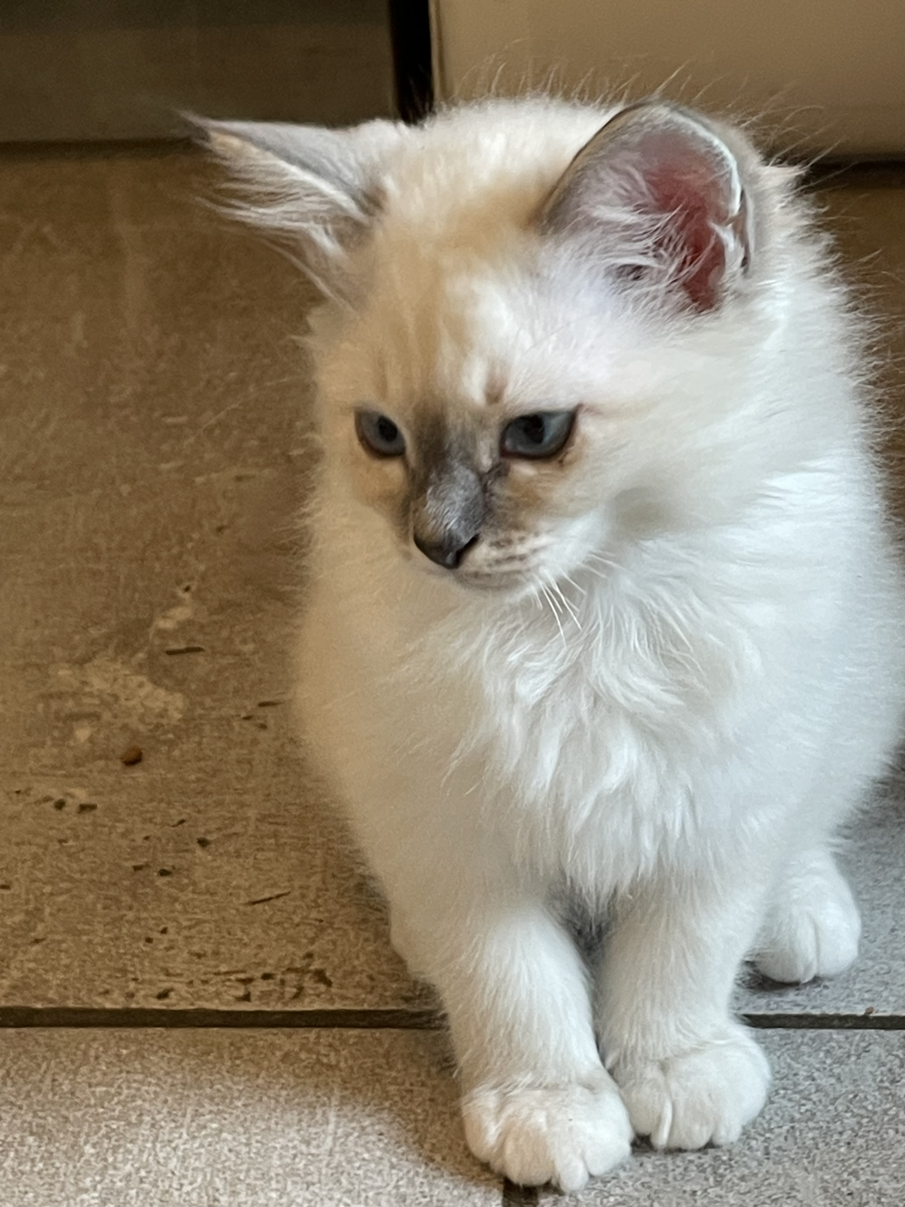 Chatons Sacré de Birmanie LOOF à adopter - Miniature 13