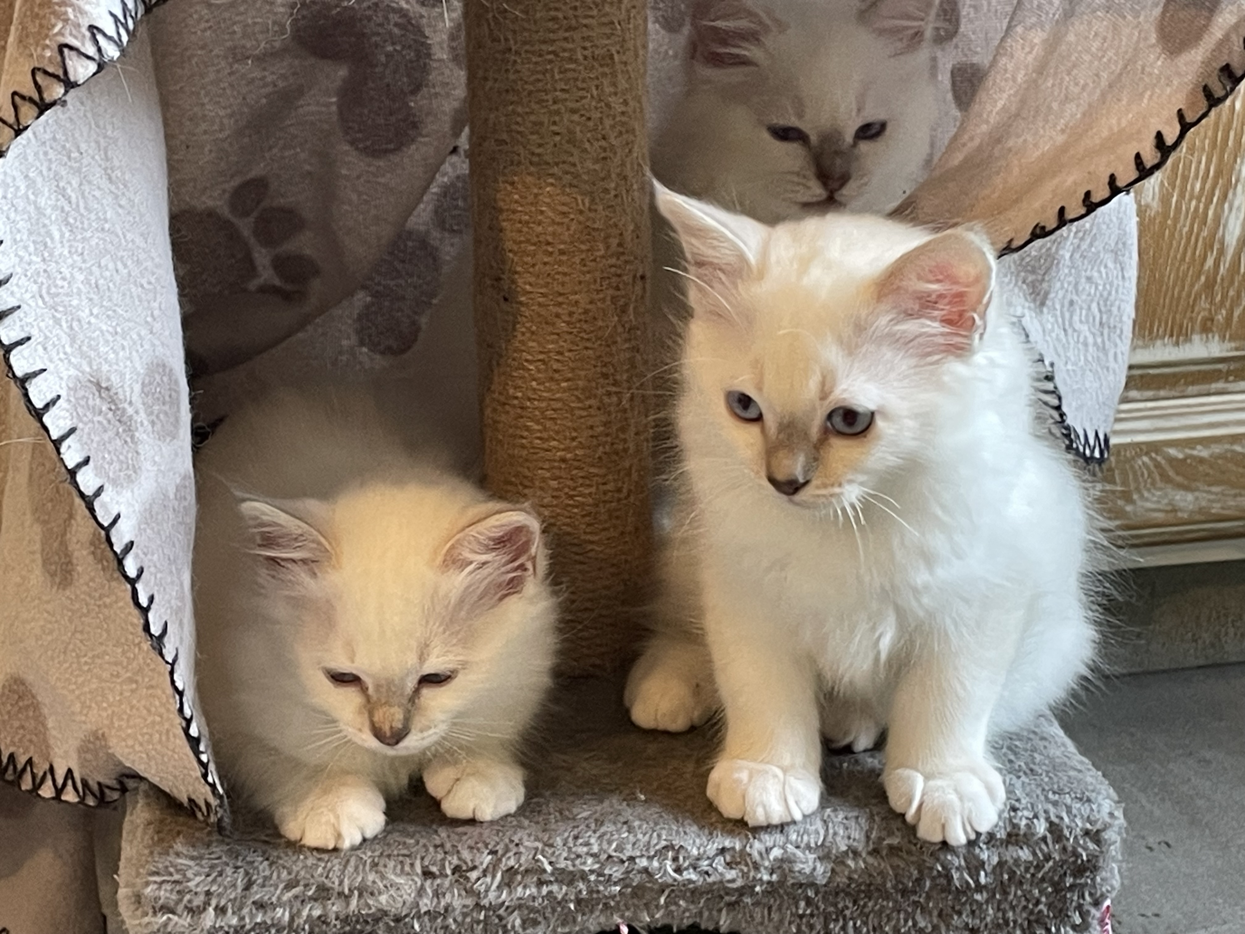 Chatons Sacré de Birmanie LOOF à adopter - Miniature 6