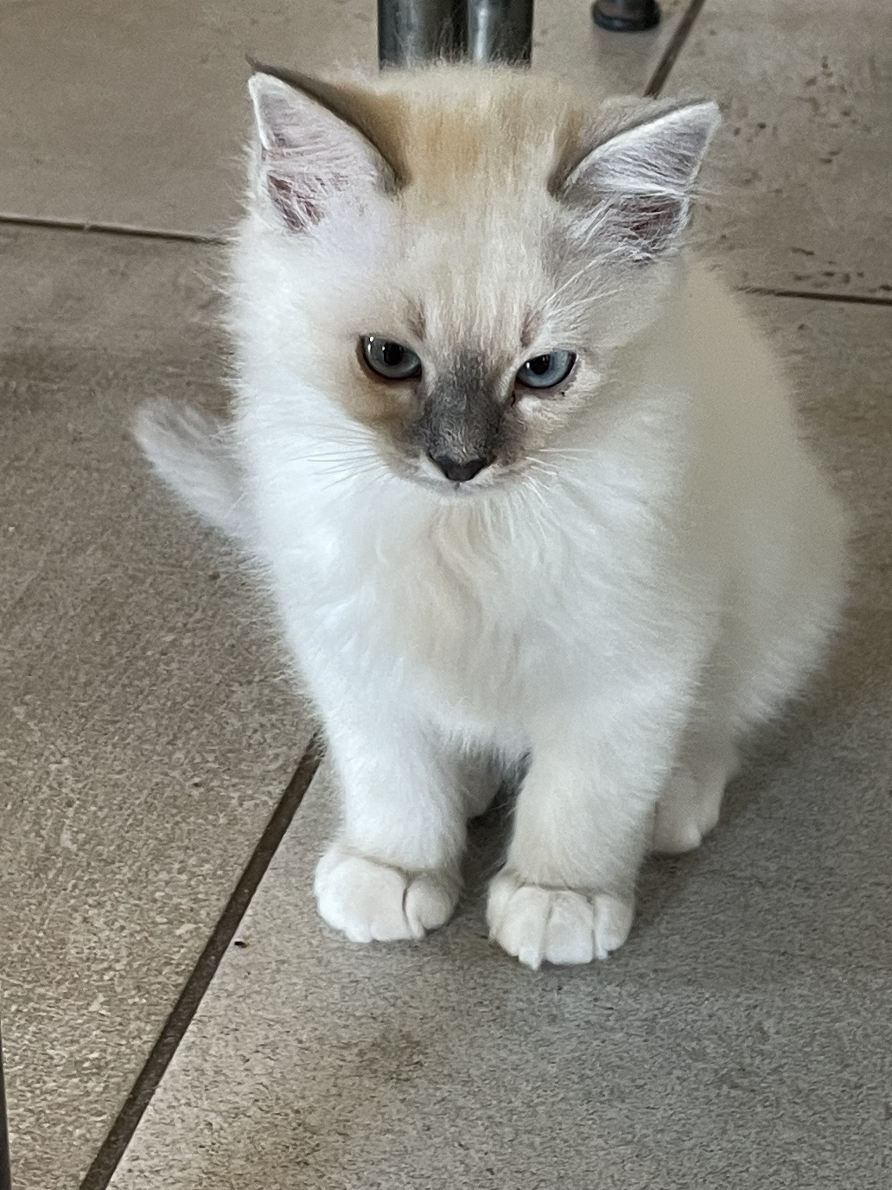 Chatons Sacré de Birmanie LOOF à adopter - Miniature 15
