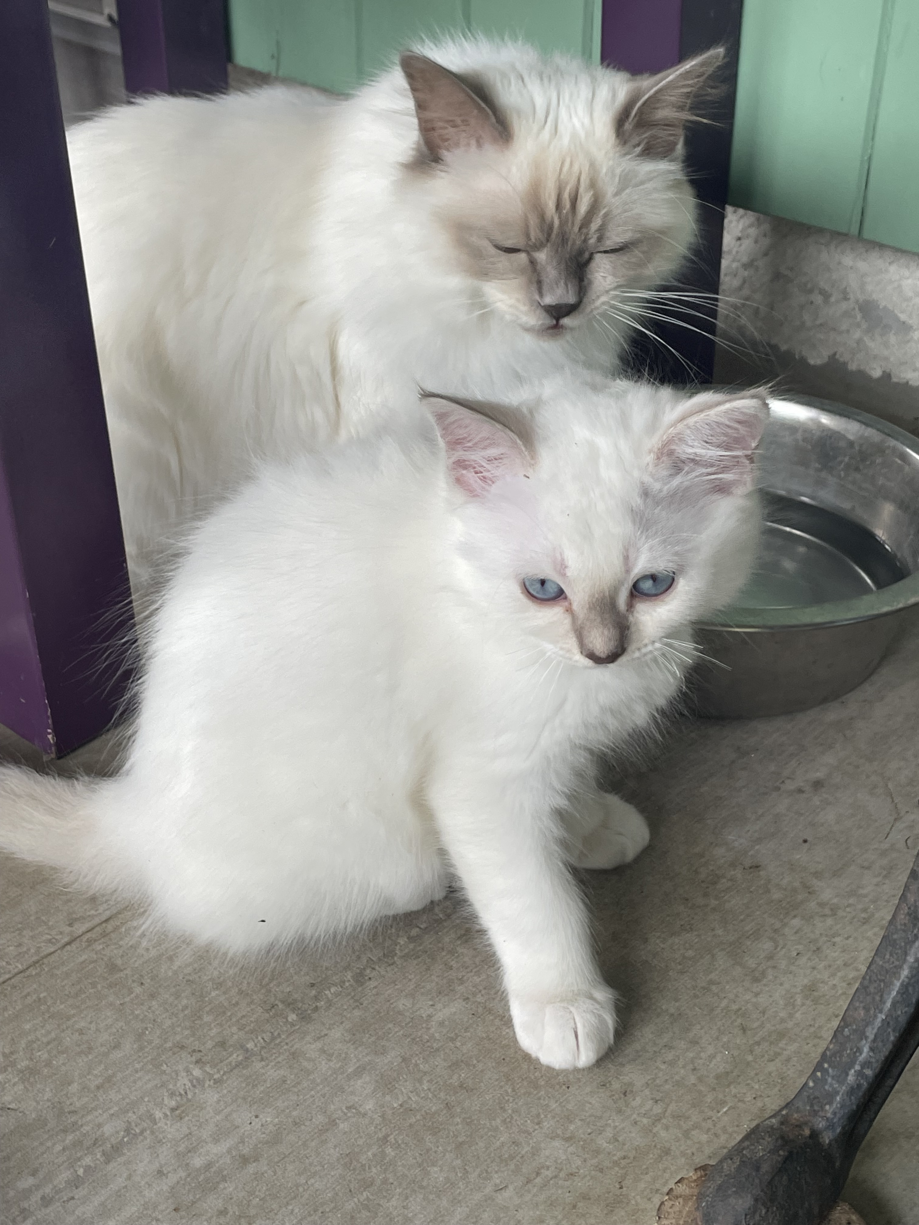 Chatons Sacré de Birmanie LOOF à adopter - Miniature 7