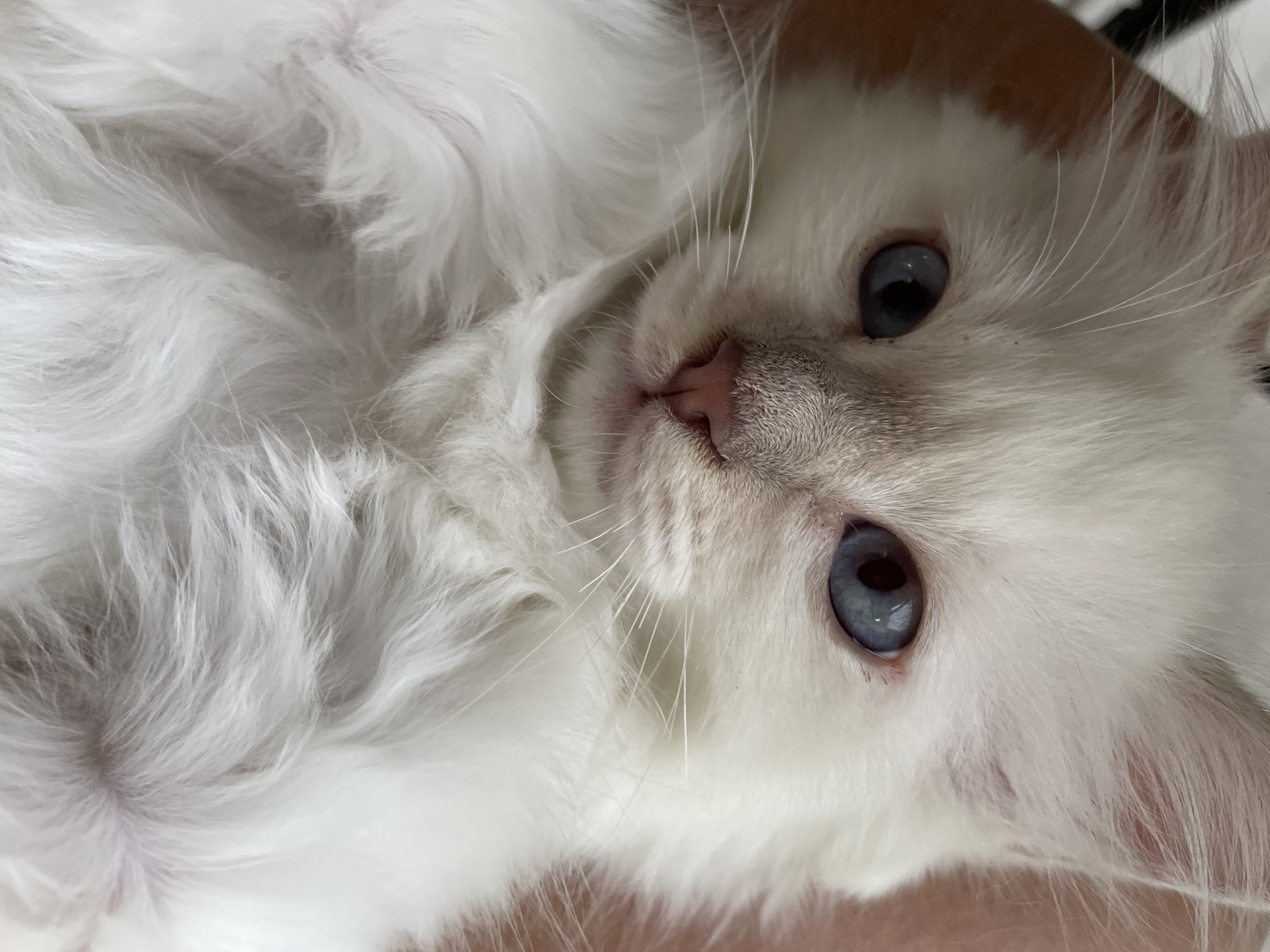 Chatons Sacré de Birmanie LOOF à adopter - Miniature 12