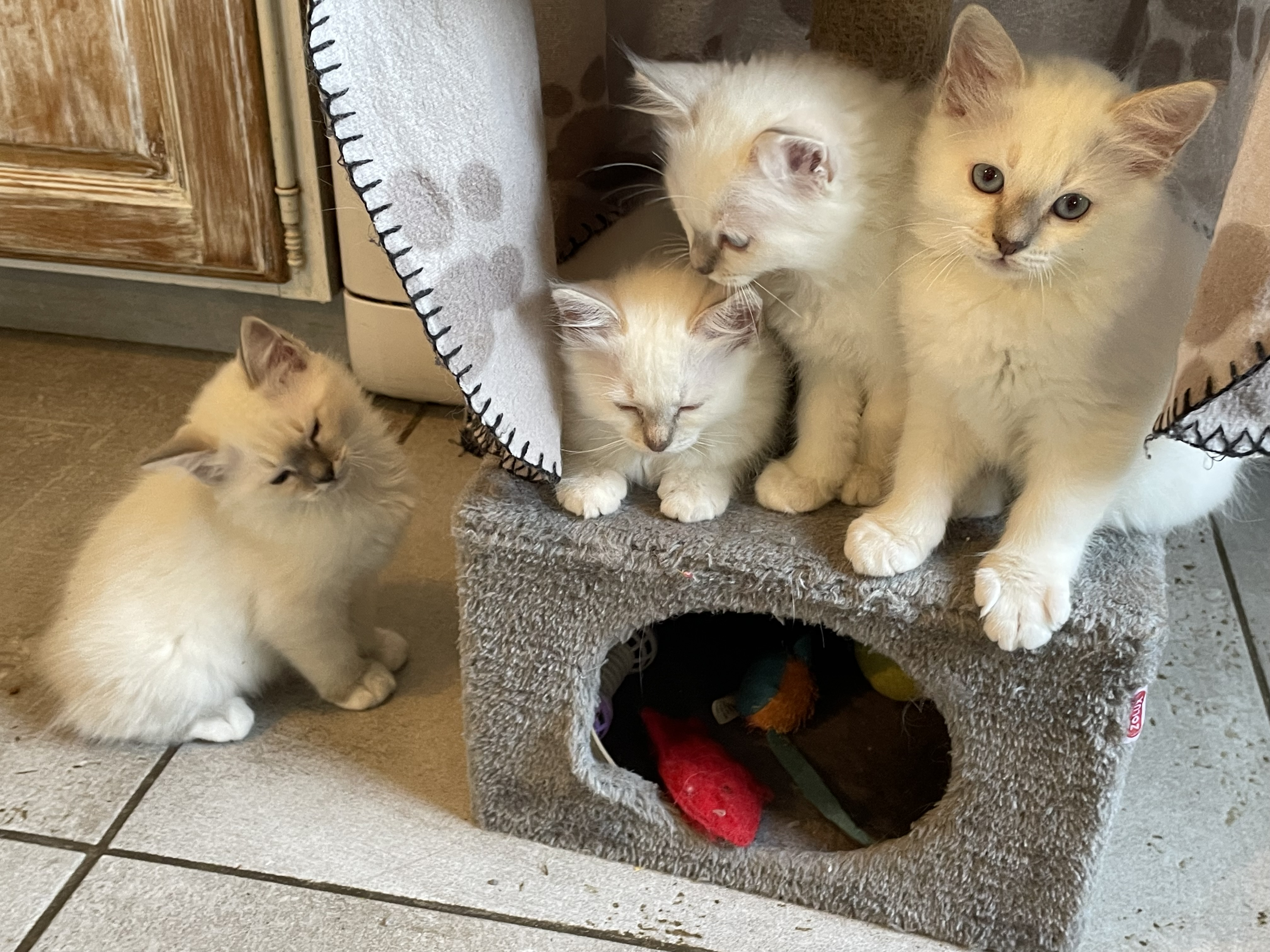 Chatons Sacré de Birmanie LOOF à adopter - Miniature 18