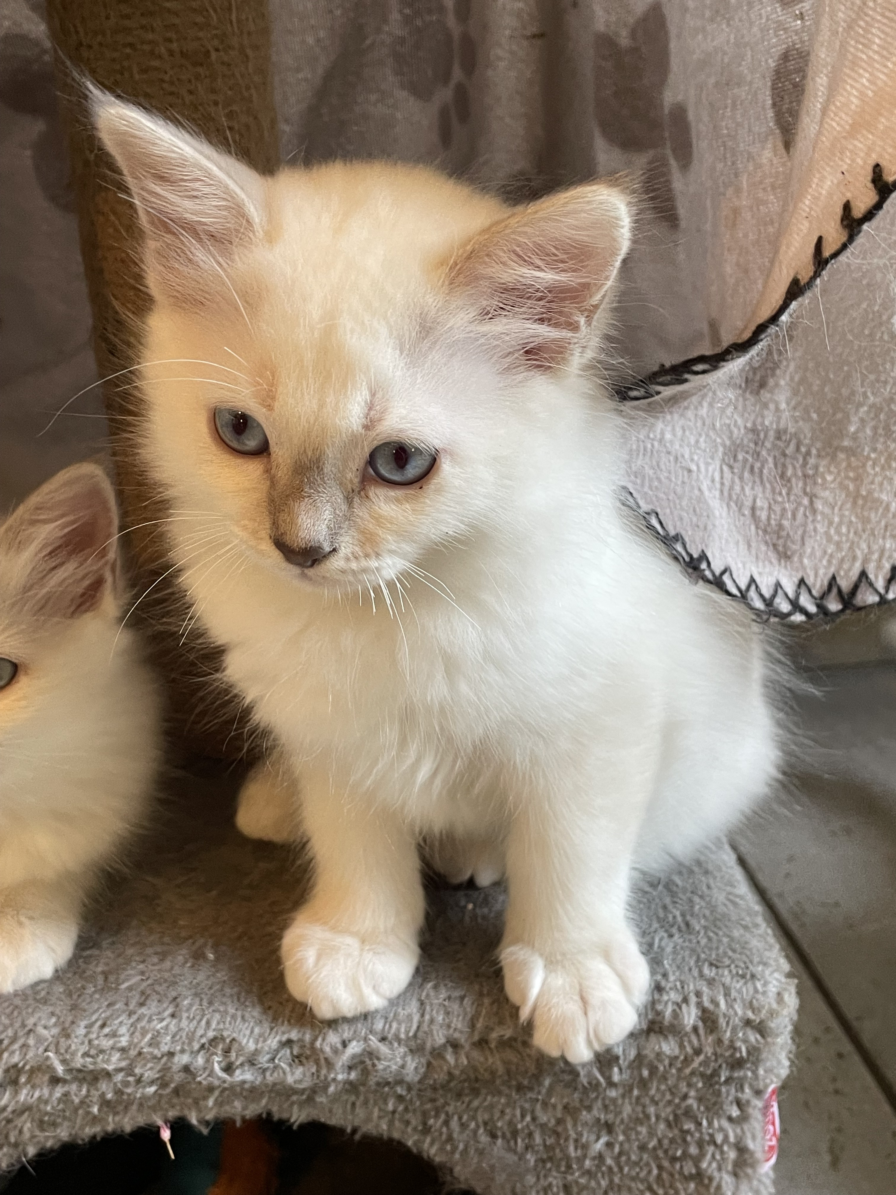 Chatons Sacré de Birmanie LOOF à adopter - Miniature 5