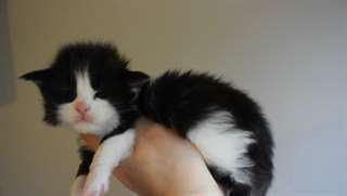 chatons maine coon à donner contre bons soins