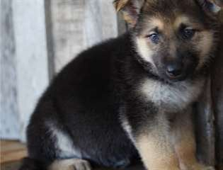 Chiot berger allemand à donner