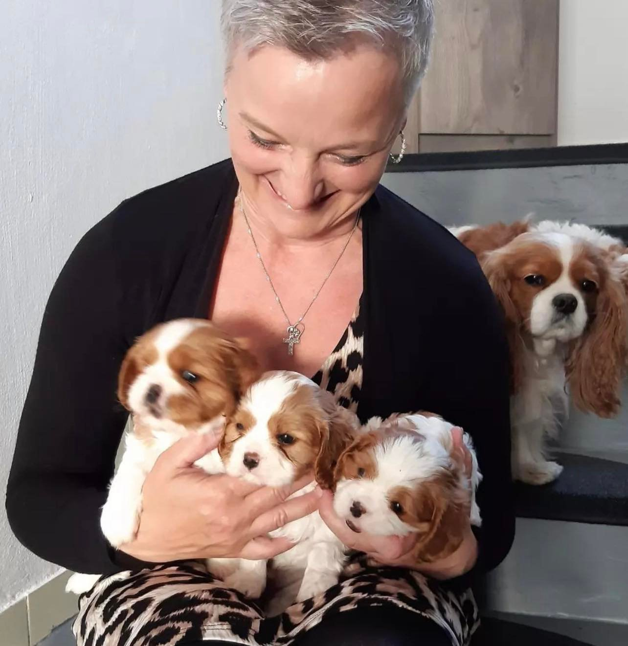 Chiots cavalier king charles Adorable