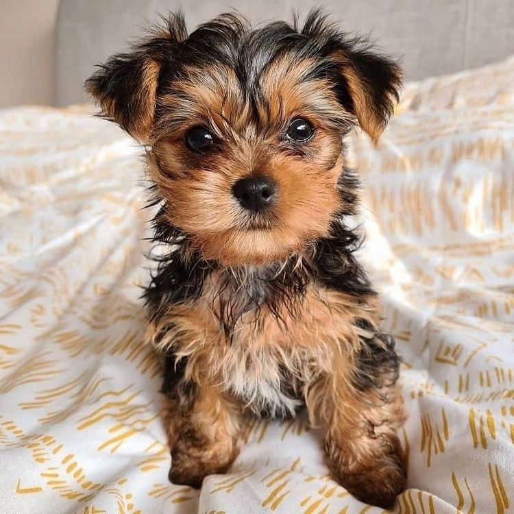Chiots Yorkshire terrier