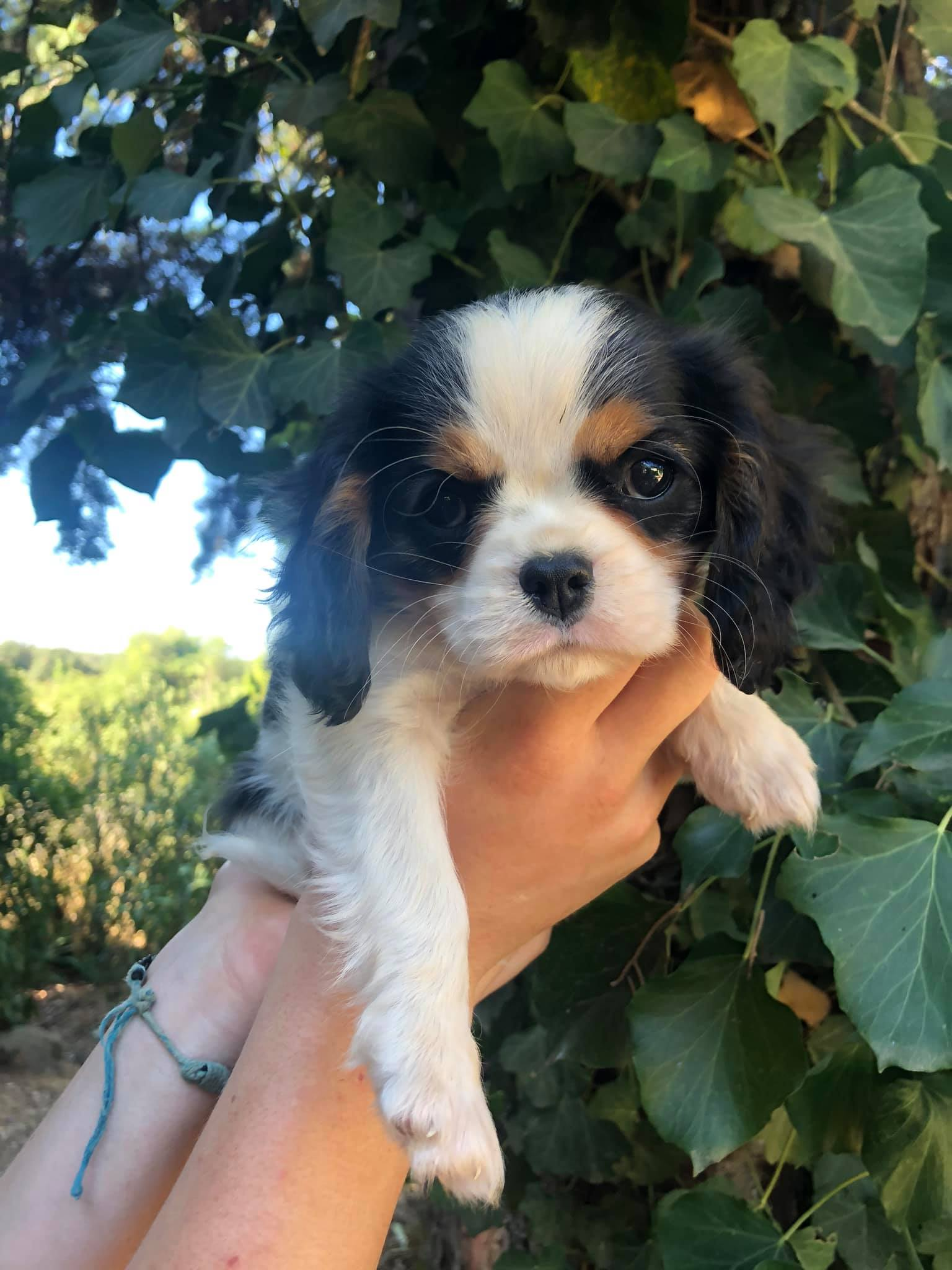 chiots cavalier king charles