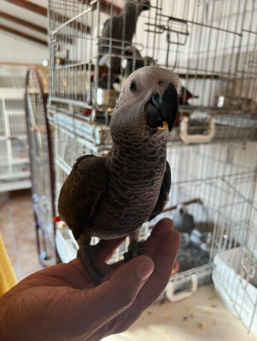 perroquet Gris du gabon élevé a la main