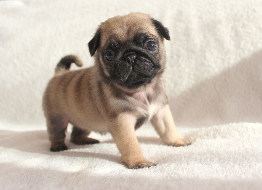 Mignon Chiot Carlin
