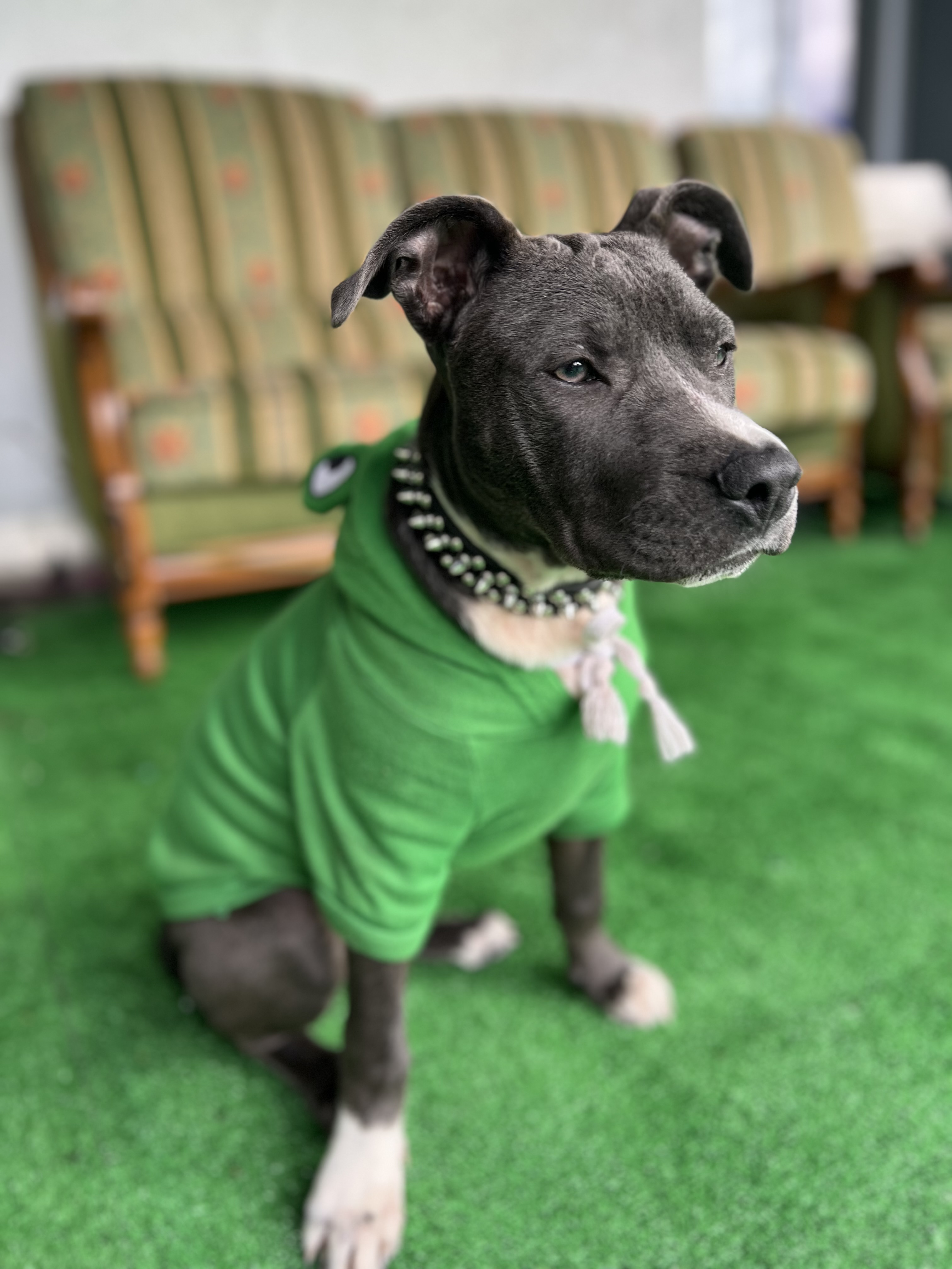 Chien à vendre