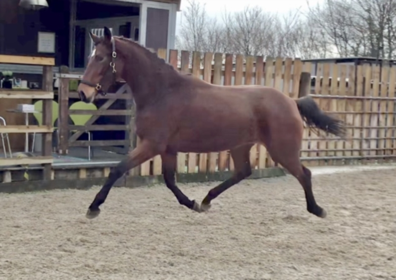 Cheval à vendre