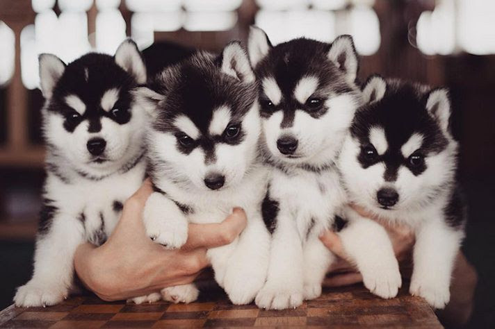 Superbes chiots Husky de siberie