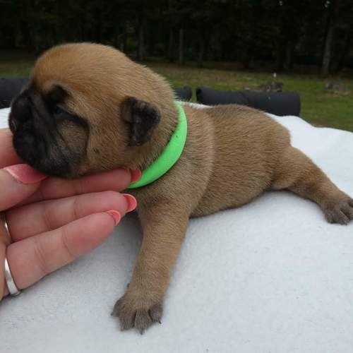 chiots types bouledogue français