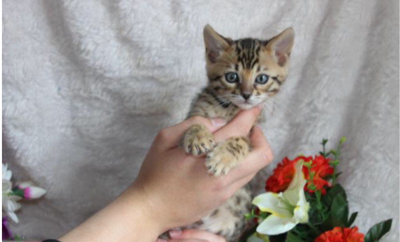 Magnifique chaton Bengal à donner