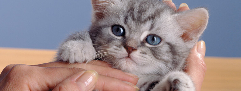 Chat