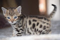 Magnifiques Chatons Bengal femelle