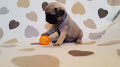 Disponible chiot carlin male Non Lof.