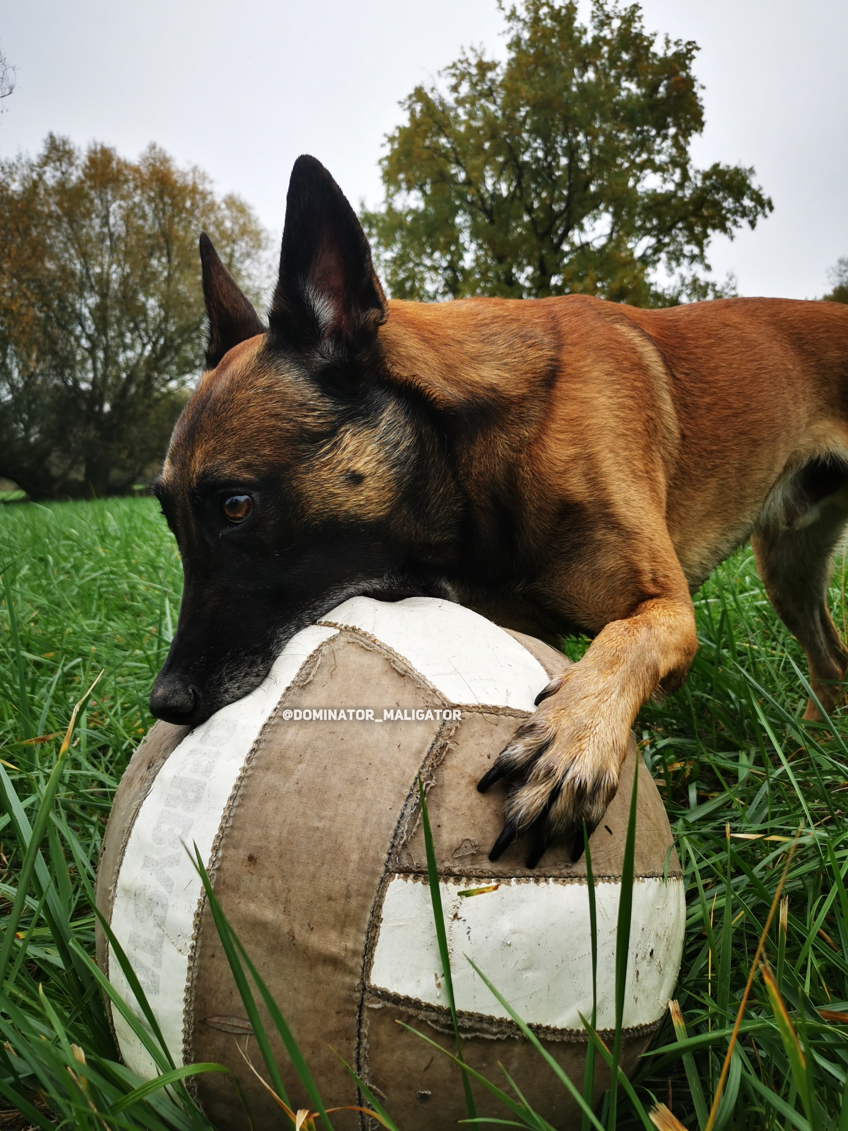 Chiots Berger Belge Malinois