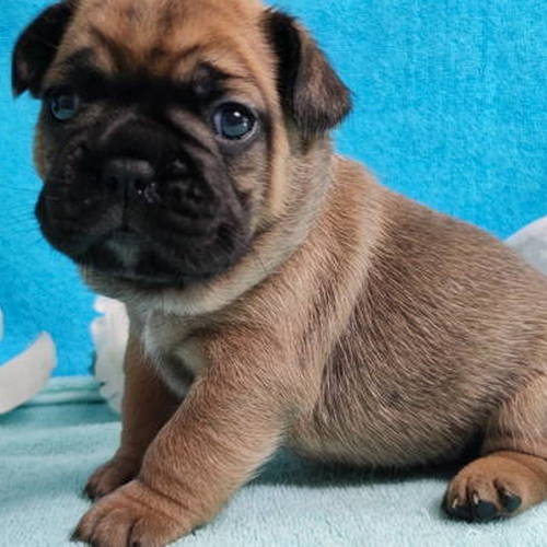 chiots bouledogue français