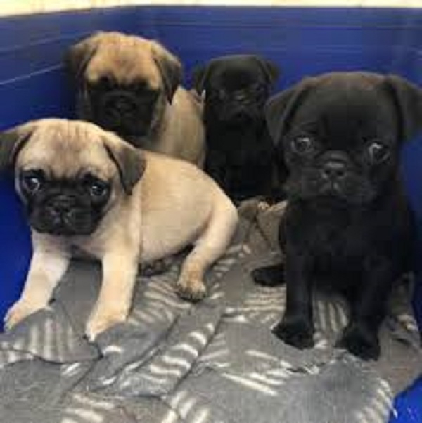 Chiots carlin disponibles
