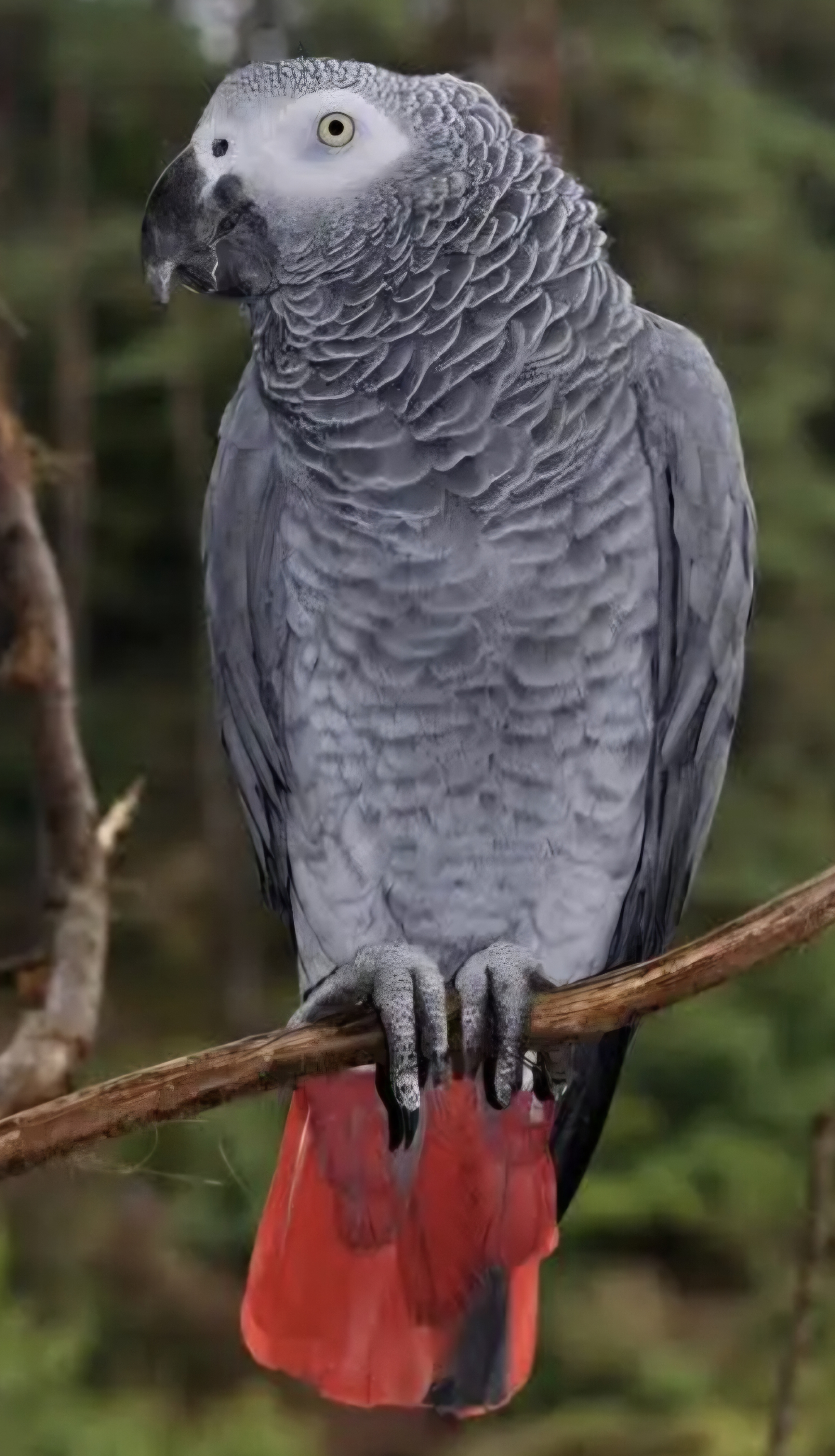 Recherche Perroquet Gris du Gabon ou Cacatoès