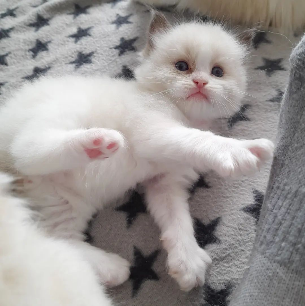 Chaton ragdoll