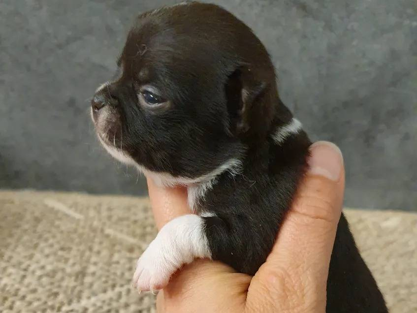 4 chiots Chihuahua