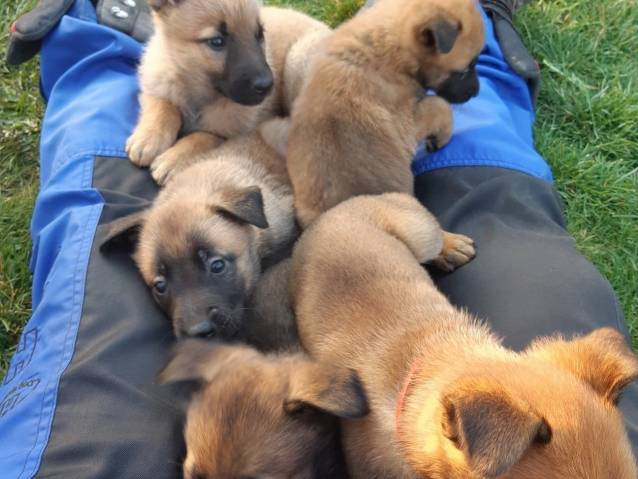 Adorables Chiots berger  belges malinois lof