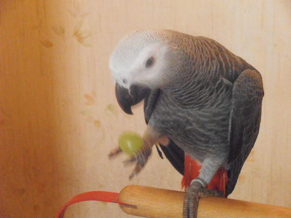 Perroquet gris du gabon