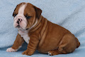 Je donnes CHIOT BULLDOG ANGLAIS femelle blanc crème