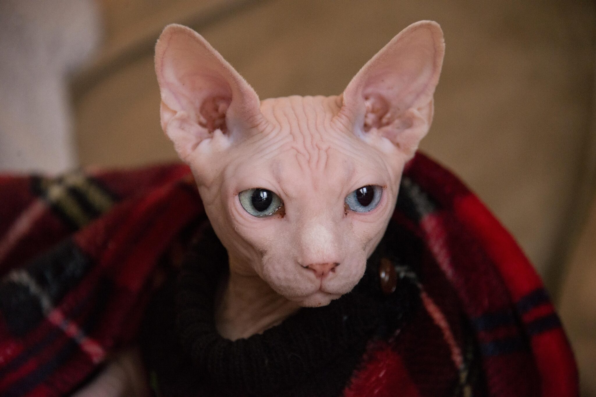 Chaton Sphynx femelle
