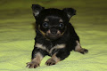 A adoptez Chiot Chihuahua Femelle