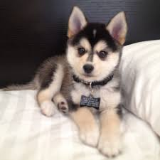 Magnifiques Chiots pomsky lof