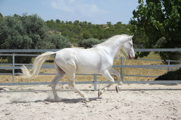 Cheval Hello