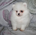 Adonner Superbe chiot de pure race spitz allemand 