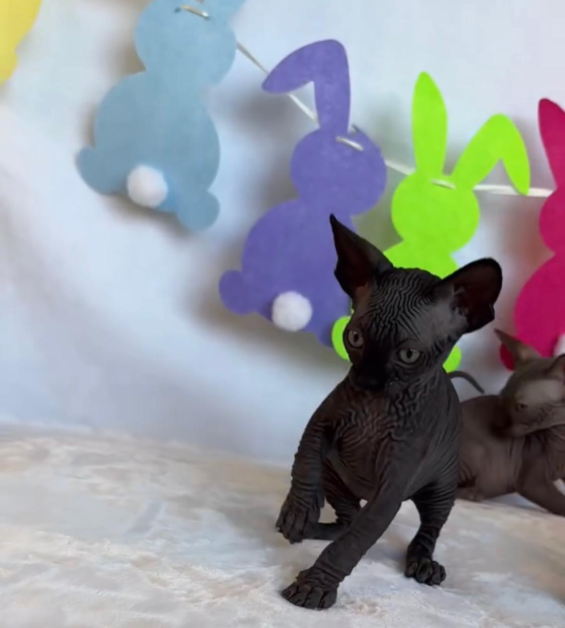 Chatons sphynx a donner  (chat nu ) pure race