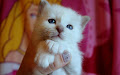 A donnez Chaton sacré de Birmanie