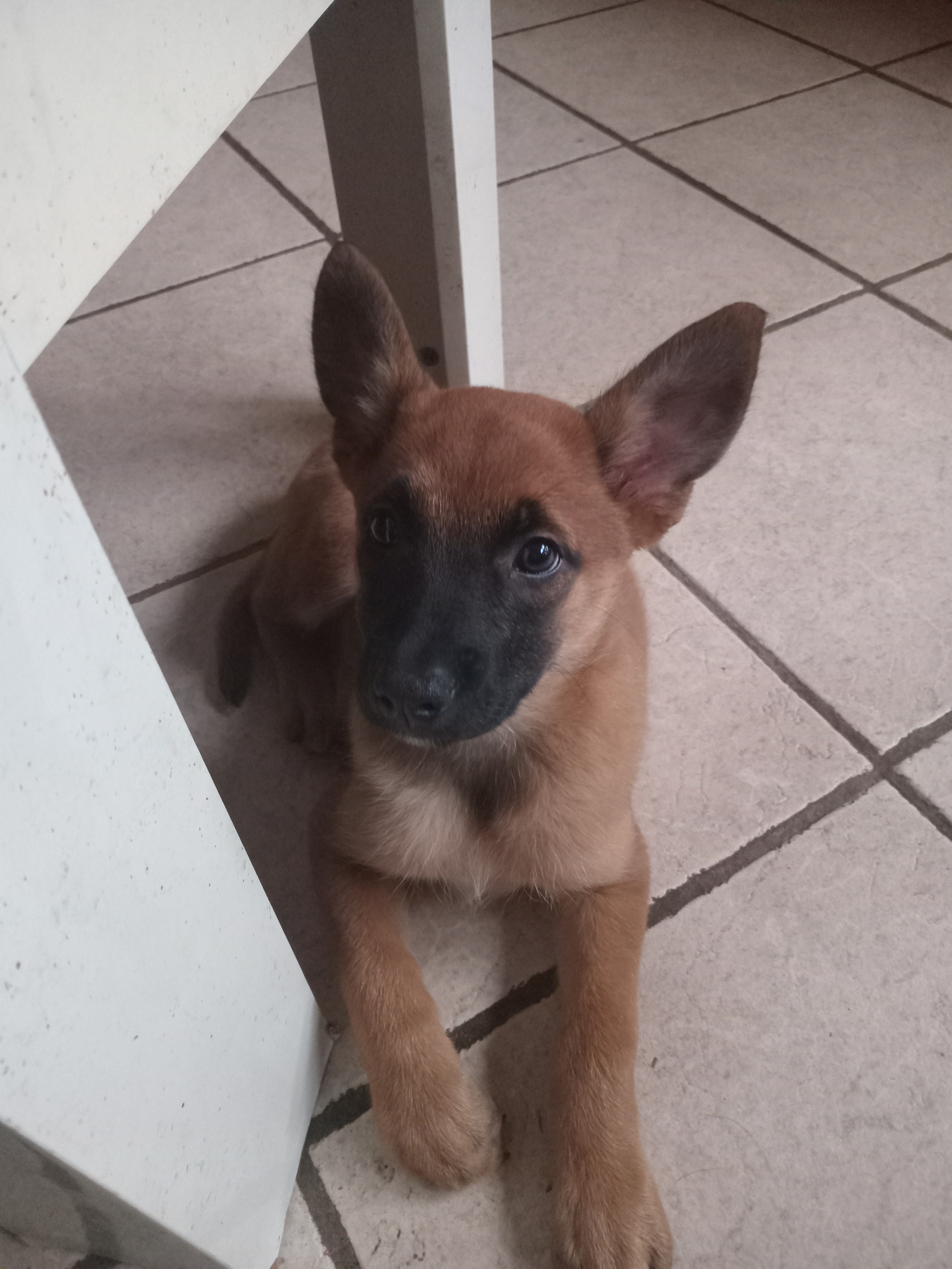 Chien - Miniature 3