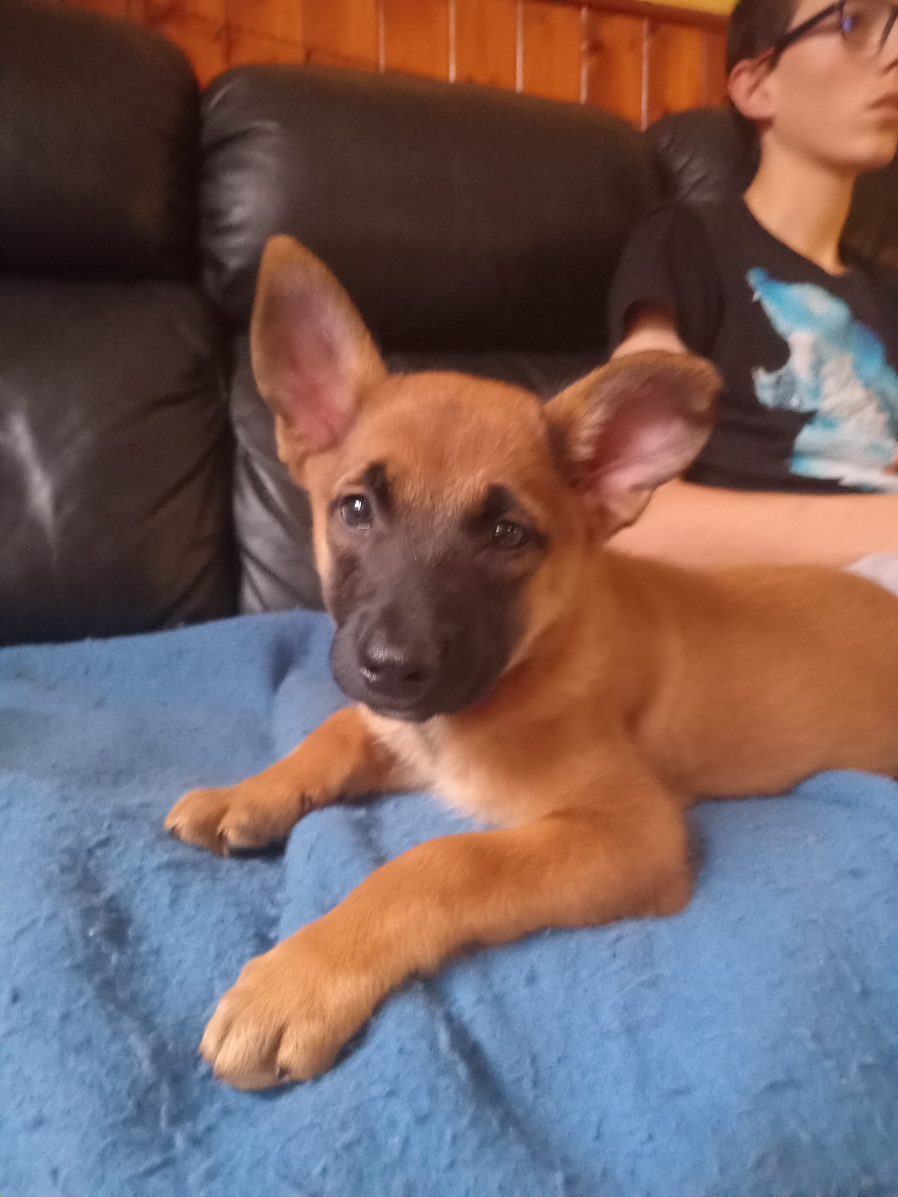 Chien