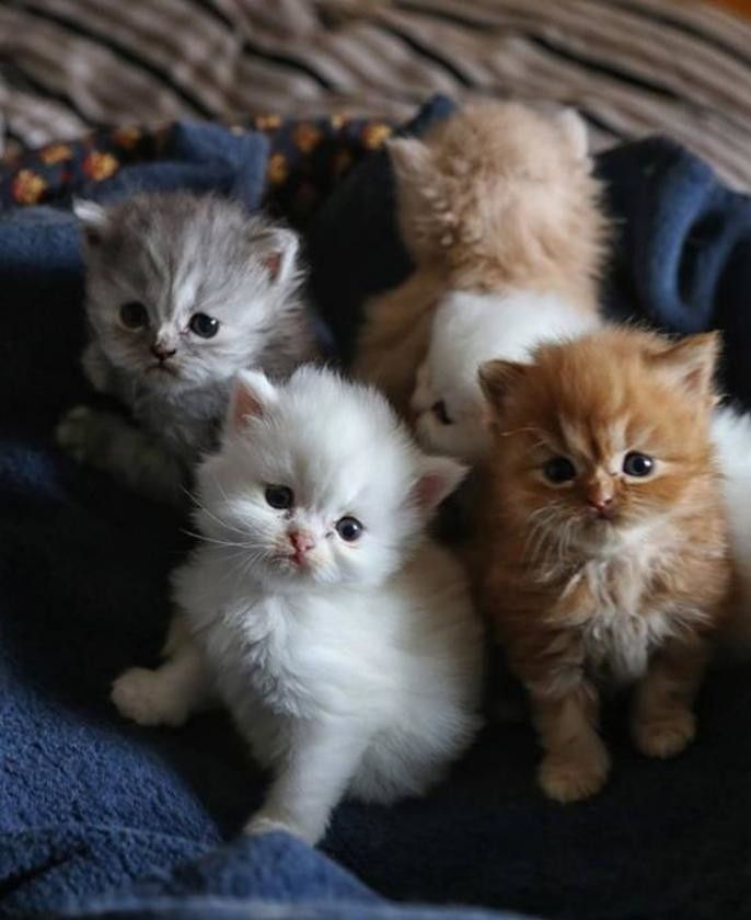 Chat persans