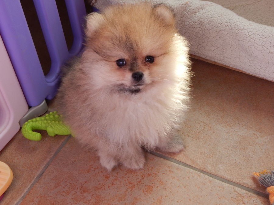 chiots spitz nain