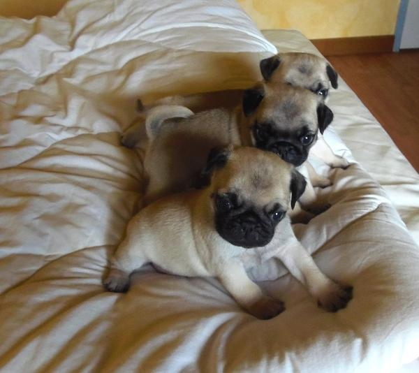 Chiots Carlin LOF